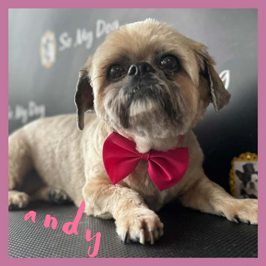 Shih Tzu toiletté chez So My Dog