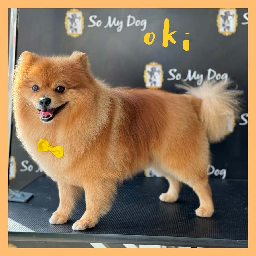 Spitz toiletté chez So My Dog