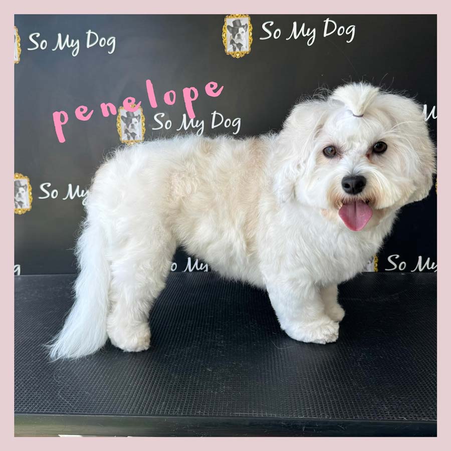 Bichon maltais toiletté chez So My Dog