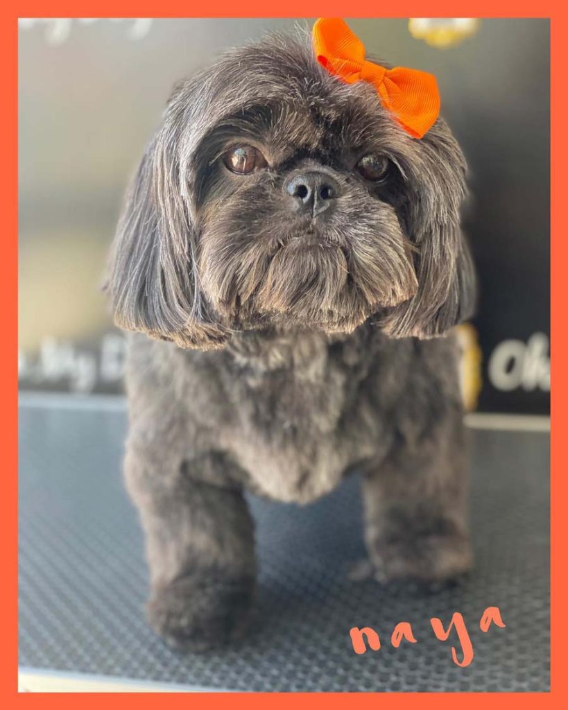 Shih Tzu toiletté chez So My Dog